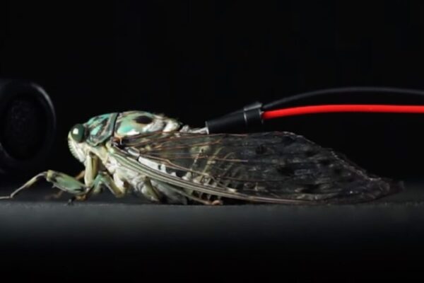 Scientists Turn Cicadas into Cyborg Speakers to Play Pachelbel’s Canon cicada1 1152x648 1746194186